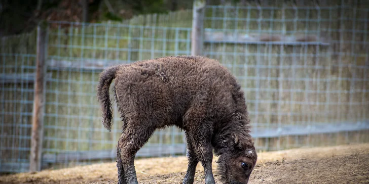 Zvířátka od ar po zubry: vstupné do zoologické zahrady v Táboře