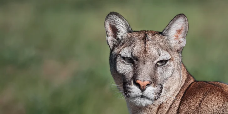 Zvířátka od ar po zubry: vstupné do zoologické zahrady v Táboře