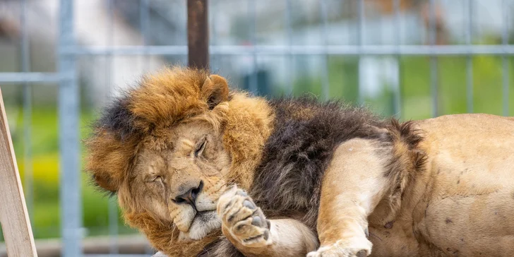 Zvířátka od ar po zubry: vstupné do zoologické zahrady v Táboře