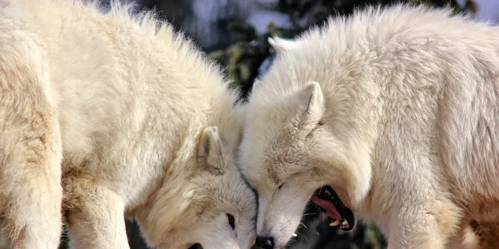 Zvířátka od ar po zubry: vstupné do zoologické zahrady v Táboře