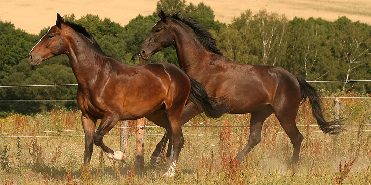 Až 4denní pohoda na koňské farmě u Liberce: snídaně či polopenze, wellness i farmářské zážitky