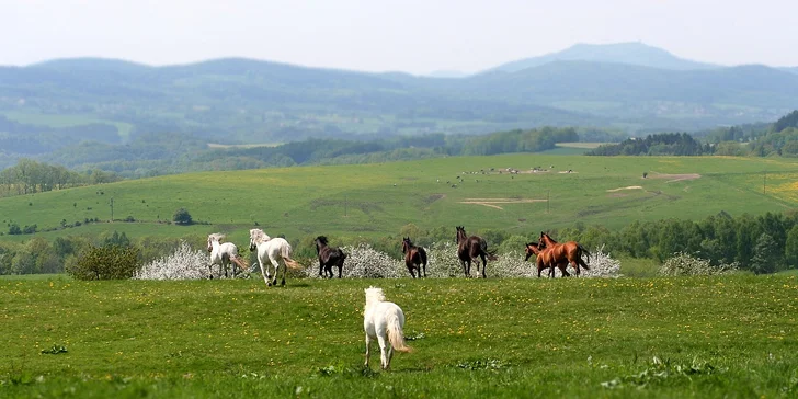 Až 4denní pohoda na koňské farmě u Liberce: snídaně či polopenze, wellness i farmářské zážitky