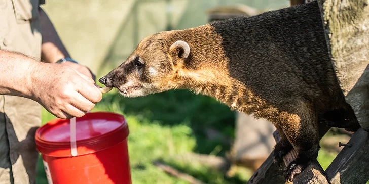 Staňte se ošetřovatelem v ZOO Tábor: 5hodinový zážitek pro milovníky zvířat