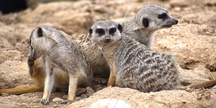 Staňte se ošetřovatelem v ZOO Tábor: 5hodinový zážitek pro milovníky zvířat