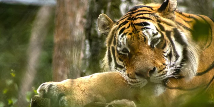 Zvířátka od ar po zubry: vstupné do zoologické zahrady v Táboře