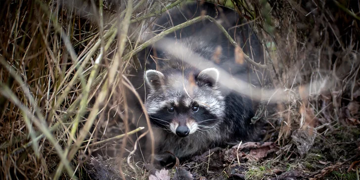 Zvířátka od ar po zubry: vstupné do zoologické zahrady v Táboře