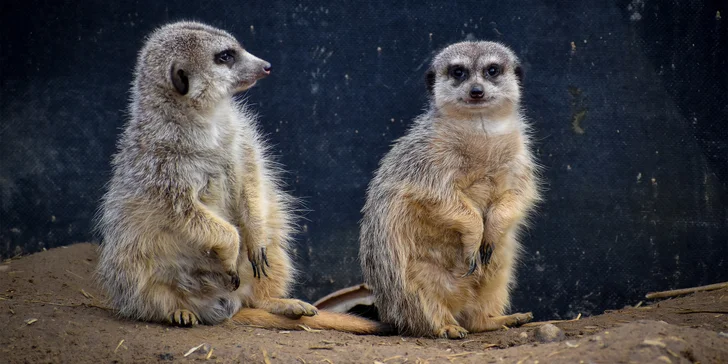 Zvířátka od ar po zubry: vstupné do zoologické zahrady v Táboře
