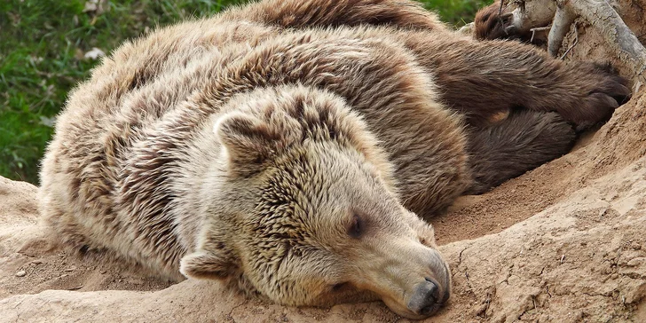 Zvířátka od ar po zubry: vstupné do zoologické zahrady v Táboře