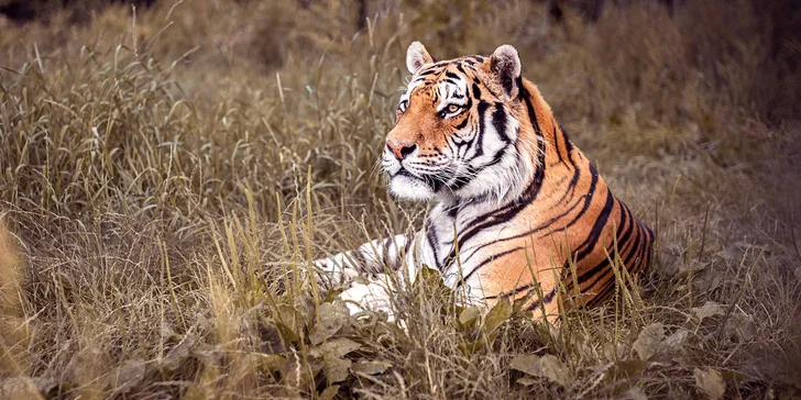 Zvířátka od ar po zubry: vstupné do zoologické zahrady v Táboře