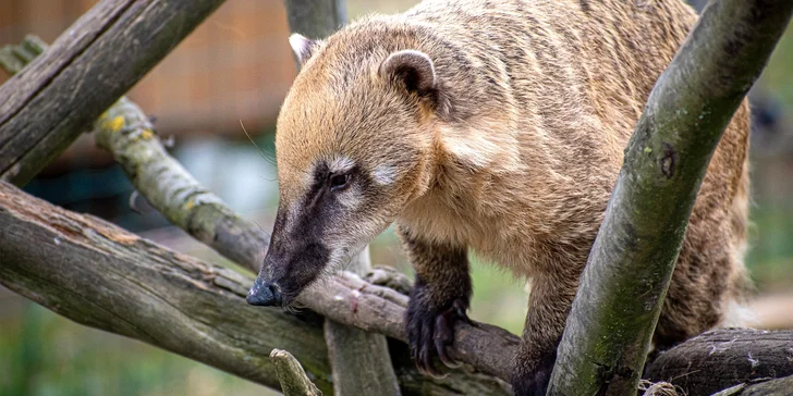 VIP prohlídka ZOO Tábor až pro 4 milovníky zvířat: 90 minut s ošetřovatelem