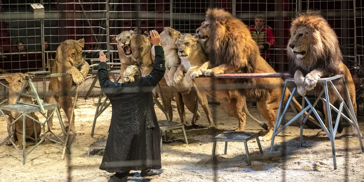 Hurá do Cirkusu Humberto na zbrusu novou show: akrobati, klauni i exotická zvířata v Hodoníně
