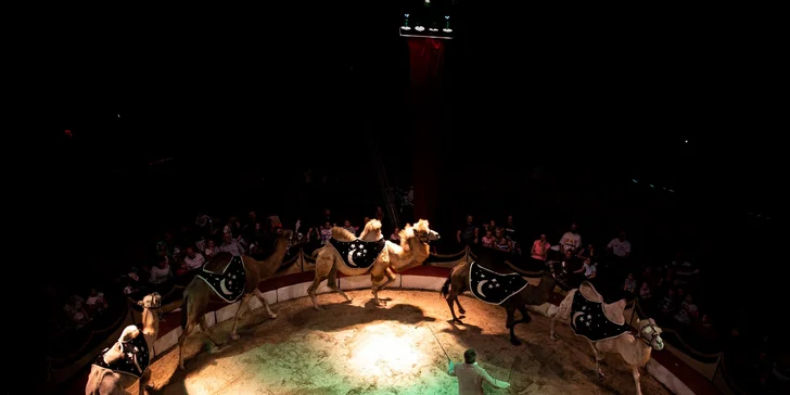 Hurá do Cirkusu Humberto na zbrusu novou show: akrobati, klauni i exotická zvířata v Praze