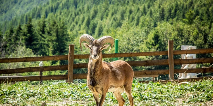 Exkluzivní dovolená v Malé Fatře: pobyt v komfortních apartmánech nebo na chatě Alpina