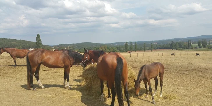 Malebné střední Povltaví: pobyt s polopenzí nedaleko Orlické přehrady