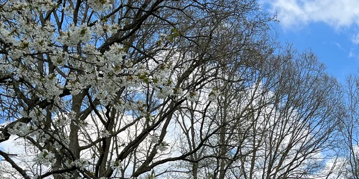 Pobyt se snídaní až pro 4 osoby v plně vybaveném treehousu na jihu Čech: žádné Wi-Fi, jen božský klid a sauna