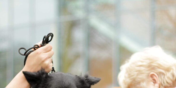 Online výcvik psů: základní poslušnost i příprava na první výstavu