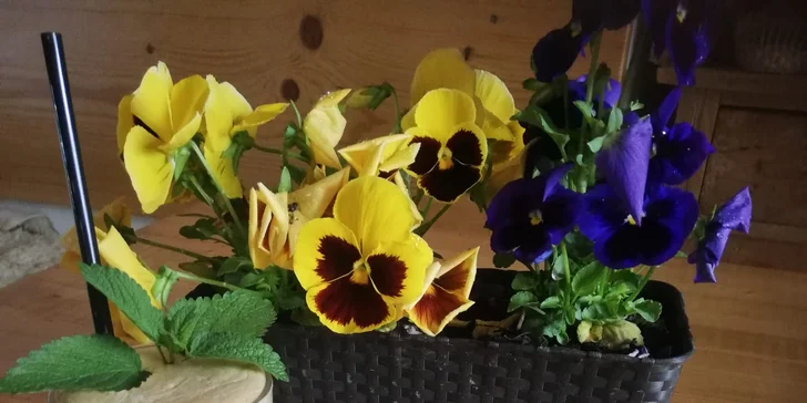 Zažeňte mlsnou: káva,kakao,limonáda nebo lívanečky s ovocem