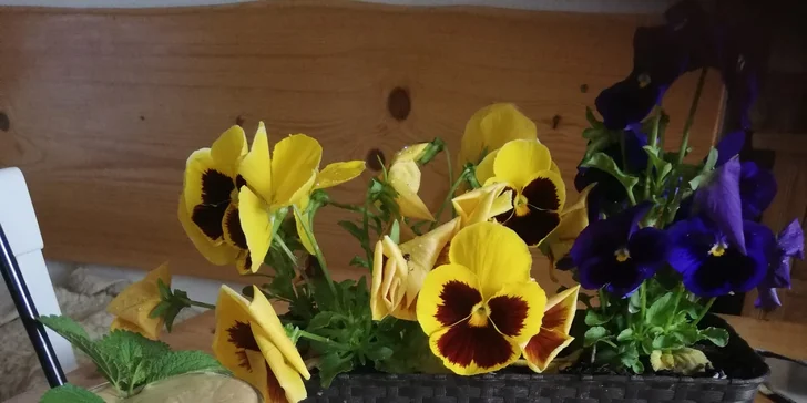 Zažeňte mlsnou: káva,kakao,limonáda nebo lívanečky s ovocem