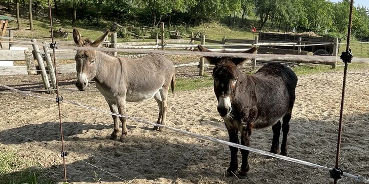 Pobyt v rodinném vinařství s polopenzí, vínem nebo i neomezenou konzumací nápojů