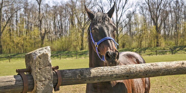 Pobyt na farmě u Znojma: až 15 dní se snídaní či polopenzí i projížďkou v koňském sedle nebo kočáře