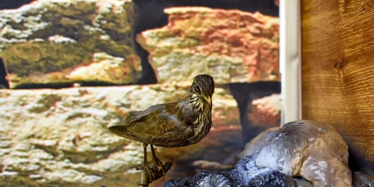 Zachraňte Ohnivého krále: dětská úniková hra Ohnivé království