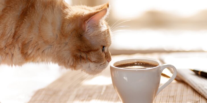 V milé společnosti: káva a slaďoučký dezert v kočičí kavárně pro 1 nebo 2 osoby
