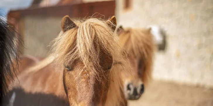 Celodenní vstupné do zábavního parku Bylandia: největší soukromá zoo, dětské hřiště i lanové centrum