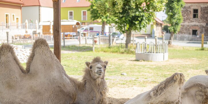 Celodenní vstupné do zábavního parku Bylandia: největší soukromá zoo, dětské hřiště i lanové centrum
