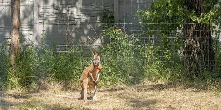 Celodenní vstupné do zábavního parku Bylandia: největší soukromá zoo, dětské hřiště i lanové centrum