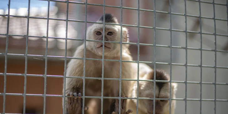 Celodenní vstupné do zábavního parku Bylandia: největší soukromá zoo, dětské hřiště i lanové centrum