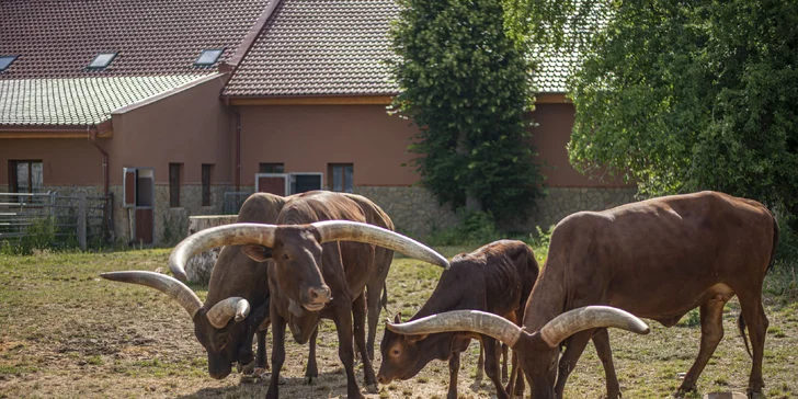 Celodenní vstupné do zábavního parku Bylandia: největší soukromá zoo, dětské hřiště i lanové centrum