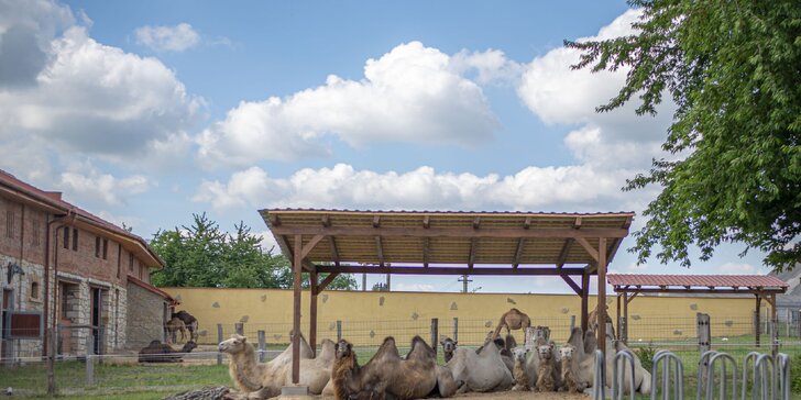 Celodenní vstupné do zábavního parku Bylandia: největší soukromá zoo, dětské hřiště i lanové centrum