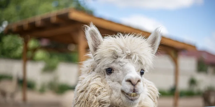 Celodenní vstupné do zábavního parku Bylandia: největší soukromá zoo, dětské hřiště i lanové centrum