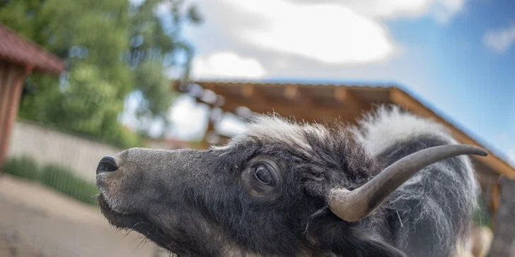 Celodenní vstupné do zábavního parku Bylandia: největší soukromá zoo, dětské hřiště i lanové centrum