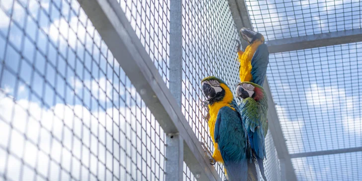 Celodenní vstupné do zábavního parku Bylandia: největší soukromá zoo, dětské hřiště i lanové centrum