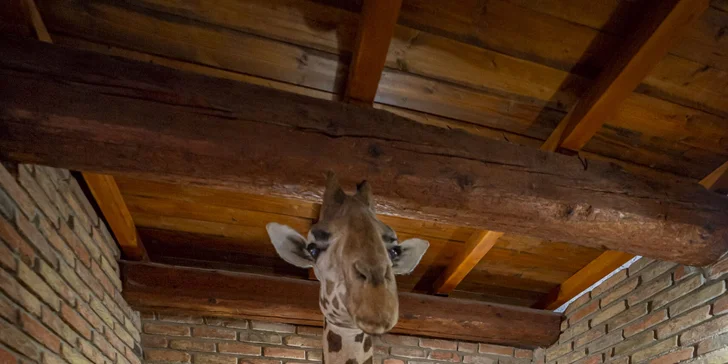 Celodenní vstupné do zábavního parku Bylandia: největší soukromá zoo, dětské hřiště i lanové centrum