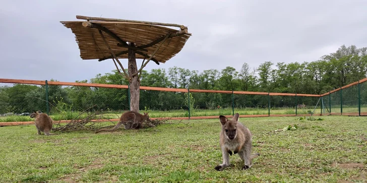 Celodenní vstup do zooparku pro dítě a dospělého: emu, klokan i nandu pampový