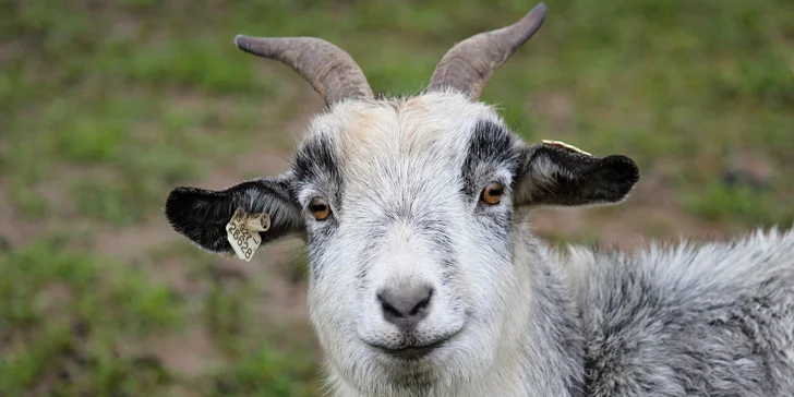 Celodenní vstup do zooparku pro dítě a dospělého: emu, klokan i nandu pampový