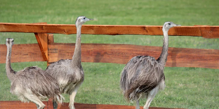 Celodenní vstup do zooparku pro dítě a dospělého: emu, klokan i nandu pampový