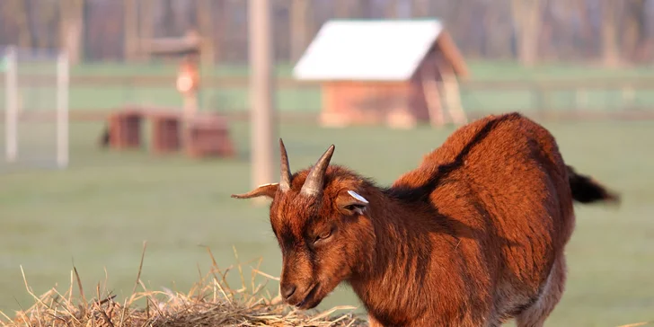 Celodenní vstup do zooparku pro dítě a dospělého: emu, klokan i nandu pampový