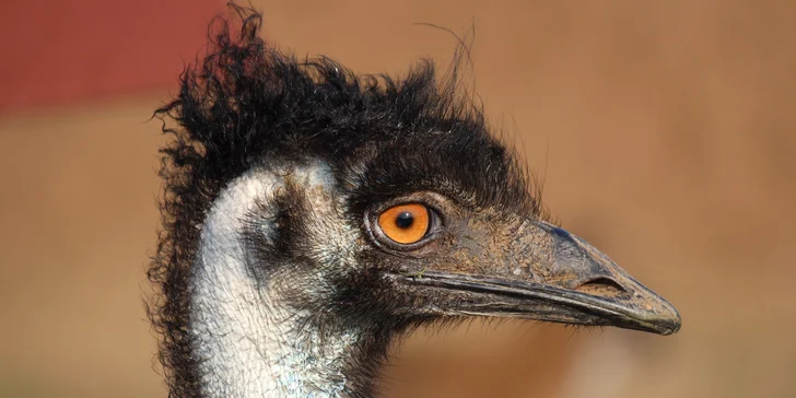 Celodenní vstup do zooparku pro dítě a dospělého: emu, klokan i nandu pampový