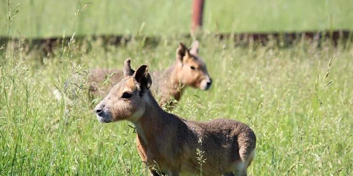 Celodenní vstup do zooparku pro dítě a dospělého: emu, klokan i nandu pampový