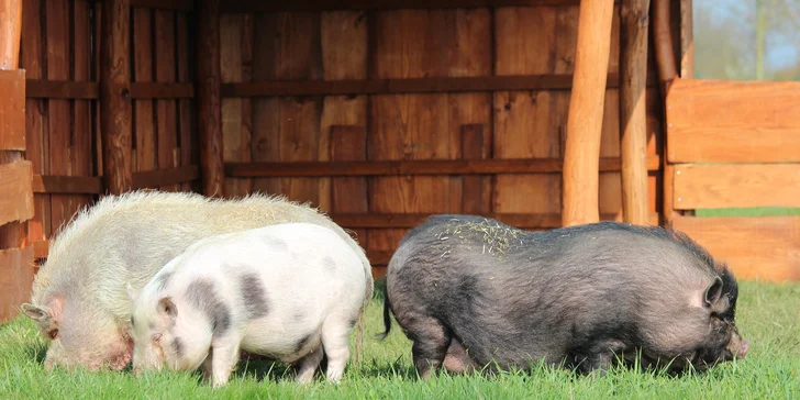 Celodenní vstup do zooparku pro dítě a dospělého: emu, klokan i nandu pampový