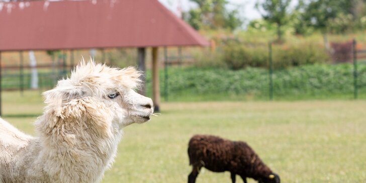 Celodenní vstup do zooparku pro dítě a dospělého: emu, klokan i nandu pampový