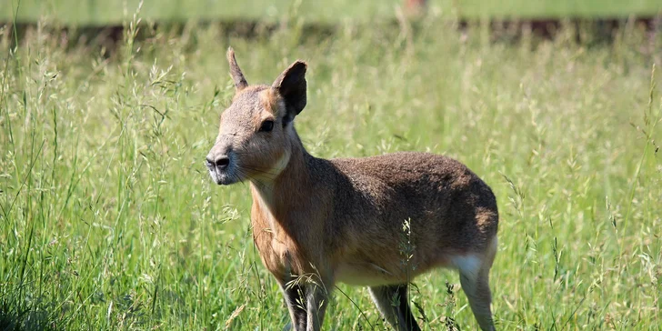Celodenní vstup do zooparku pro dítě a dospělého: emu, klokan i nandu pampový