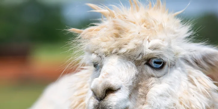 Celodenní vstup do zooparku pro dítě a dospělého: emu, klokan i nandu pampový