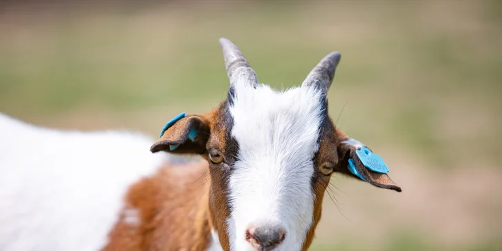 Celodenní vstup do zooparku pro dítě a dospělého: emu, klokan i nandu pampový