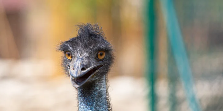 Celodenní vstup do zooparku pro dítě a dospělého: emu, klokan i nandu pampový