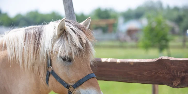 Celodenní vstup do zooparku pro dítě a dospělého: emu, klokan i nandu pampový