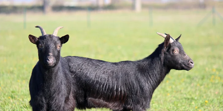 Celodenní vstup do zooparku pro dítě a dospělého: emu, klokan i nandu pampový
